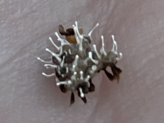 Polycephalomyces tomentosus