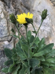 Hieracium amplexicaule