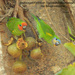 Marshall's Fig-Parrot - Photo (c) Marie Tarrant, some rights reserved (CC BY-NC), uploaded by Marie Tarrant