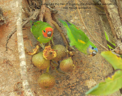 Cyclopsitta diophthalma marshalli