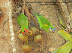 Cyclopsitta diophthalma marshalli