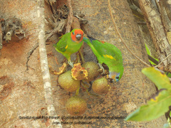 Cyclopsitta diophthalma marshalli