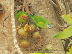 Cyclopsitta diophthalma marshalli