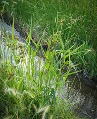 Scirpus pallidus