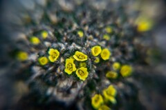 Draba corymbosa