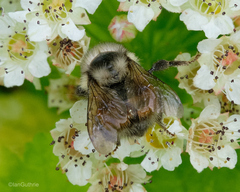 Bombus vancouverensis vancouverensis