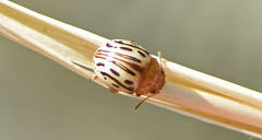 Zygogramma heterothecae