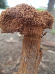 Battarrea phalloides