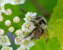 Bombus vancouverensis vancouverensis