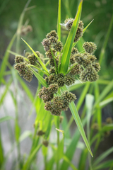 Scirpus pallidus