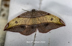 Hypochrosis hyadaria