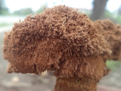 Battarrea phalloides