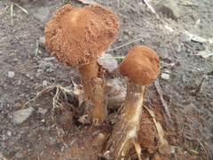 Battarrea phalloides