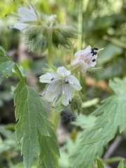 Hydrophyllum fendleri