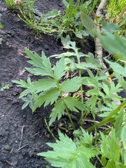 Hydrophyllum fendleri