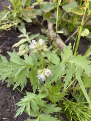 Hydrophyllum fendleri