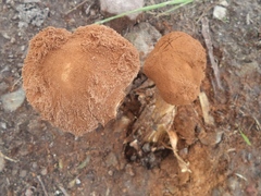 Battarrea phalloides
