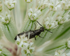 Grammoptera subargentata