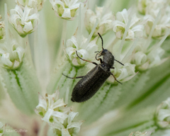 Grammoptera subargentata