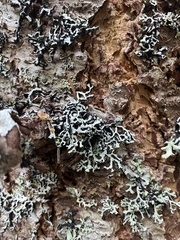 Hypogymnia occidentalis