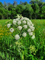 Heracleum dissectum