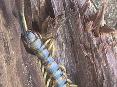 Ethmostigmus rubripes