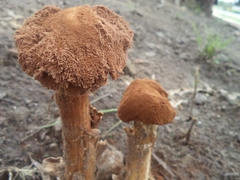 Battarrea phalloides