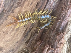 Ethmostigmus rubripes