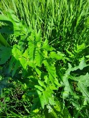 Heracleum dissectum