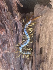 Ethmostigmus rubripes