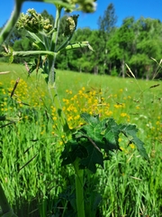 Heracleum dissectum