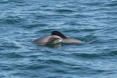 Cephalorhynchus hectori