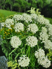Heracleum dissectum