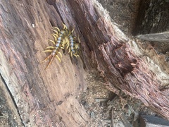 Ethmostigmus rubripes