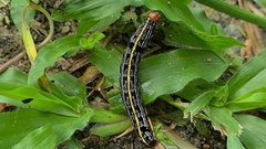Spodoptera picta