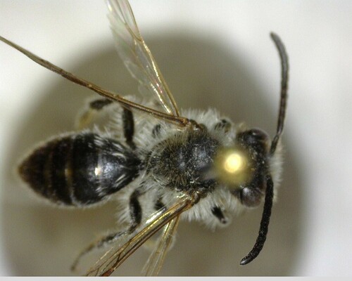 iNaturalist observation photo of Mining Bees