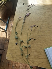 Astragalus versicolor