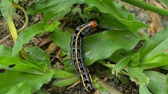 Spodoptera picta