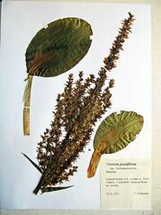 Veratrum grandiflorum
