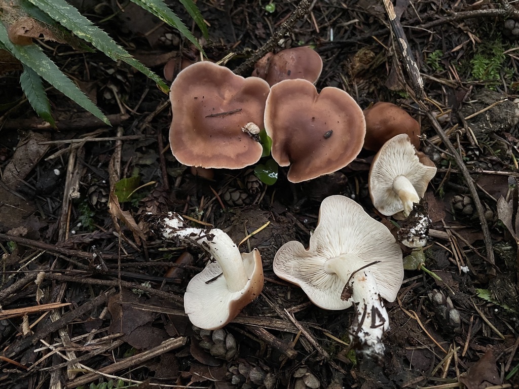Gerhardtia