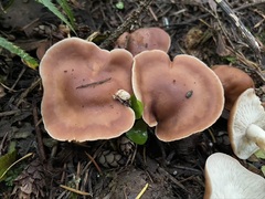 Gerhardtia foliicola