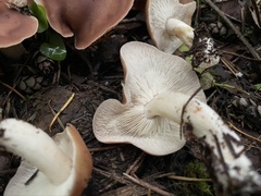 Gerhardtia foliicola