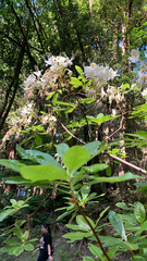 Rhododendron occidentale
