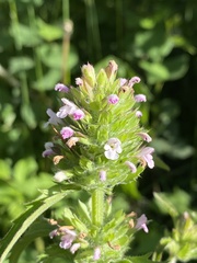 Dracocephalum parviflorum