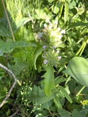 Dracocephalum parviflorum