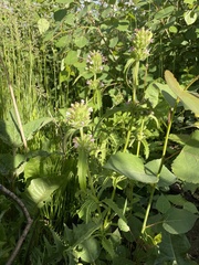 Dracocephalum parviflorum