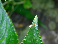 Cyrtodiopsis dalmanni