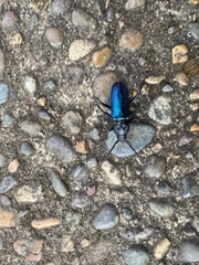 Semanotus amethystinus