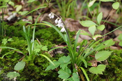 Ophiopogon planiscapus