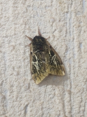 Lepidoptera